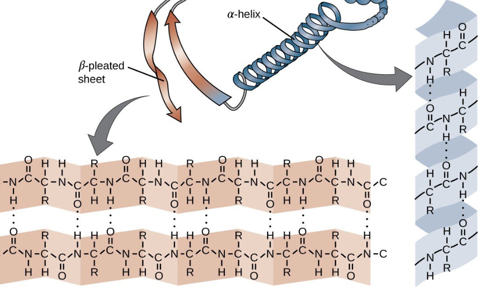 <ul><li><p>More extended than an alpha helix</p></li><li><p>Hydrogen bonds are formed between the peptide bond C=O and N—H groups of polypeptides that lie side by side</p></li></ul><p></p>