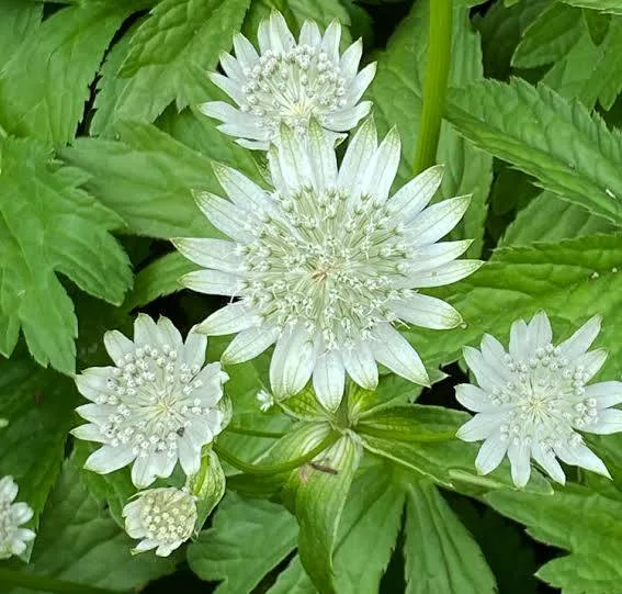 <p>Astrantia major</p><p> Masterwort</p><p><span>An erect, clump-forming perennial with scarcely 3-5-lobed leaves, and flower stems to 60cm, bearing flower heads in stalked, compound umbels. Clusters of tiny, whitish-green flowers are surrounded by petal-like bracteoles which are whitish, tinged with green and pink, with conspicuous veining. Several subspecies of this plant have contributed to the many garden selections</span></p>