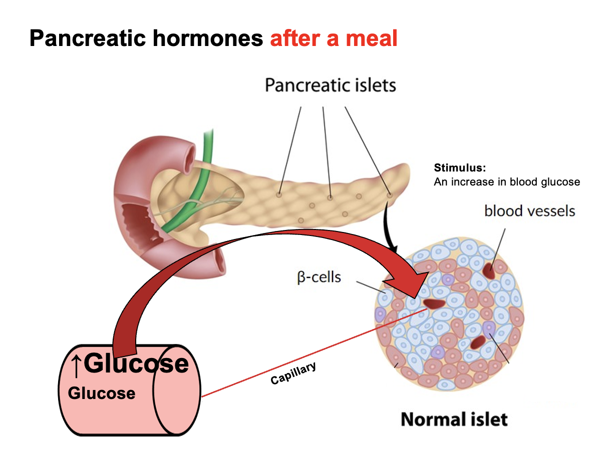 <p>In the <strong>pancreatic islets (Islets of Langerhans)</strong>, <strong>β-cells are stimulated by an increase in blood glucose</strong>.</p><p>In response, β-cells <strong>secrete insulin</strong>, which acts to <strong>lower blood glucose by promoting glucose uptake and storage in target tissues (especially skeletal muscle, liver, and adipose tissue)</strong>.</p>