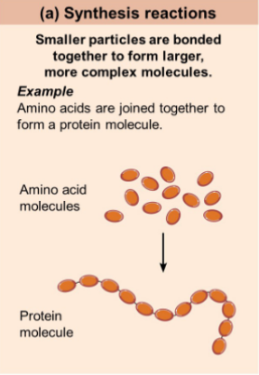 <p>reactions involve atoms or</p><p>molecules combining to form larger, more</p><p>complex molecule</p><p>Used in anabolic (building) metabolism<br>A + B = AB</p>