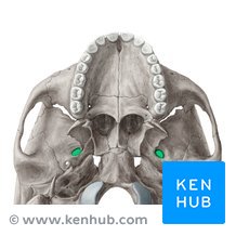knowt flashcard image