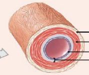 <p>Muscular (distributing) arteries</p>