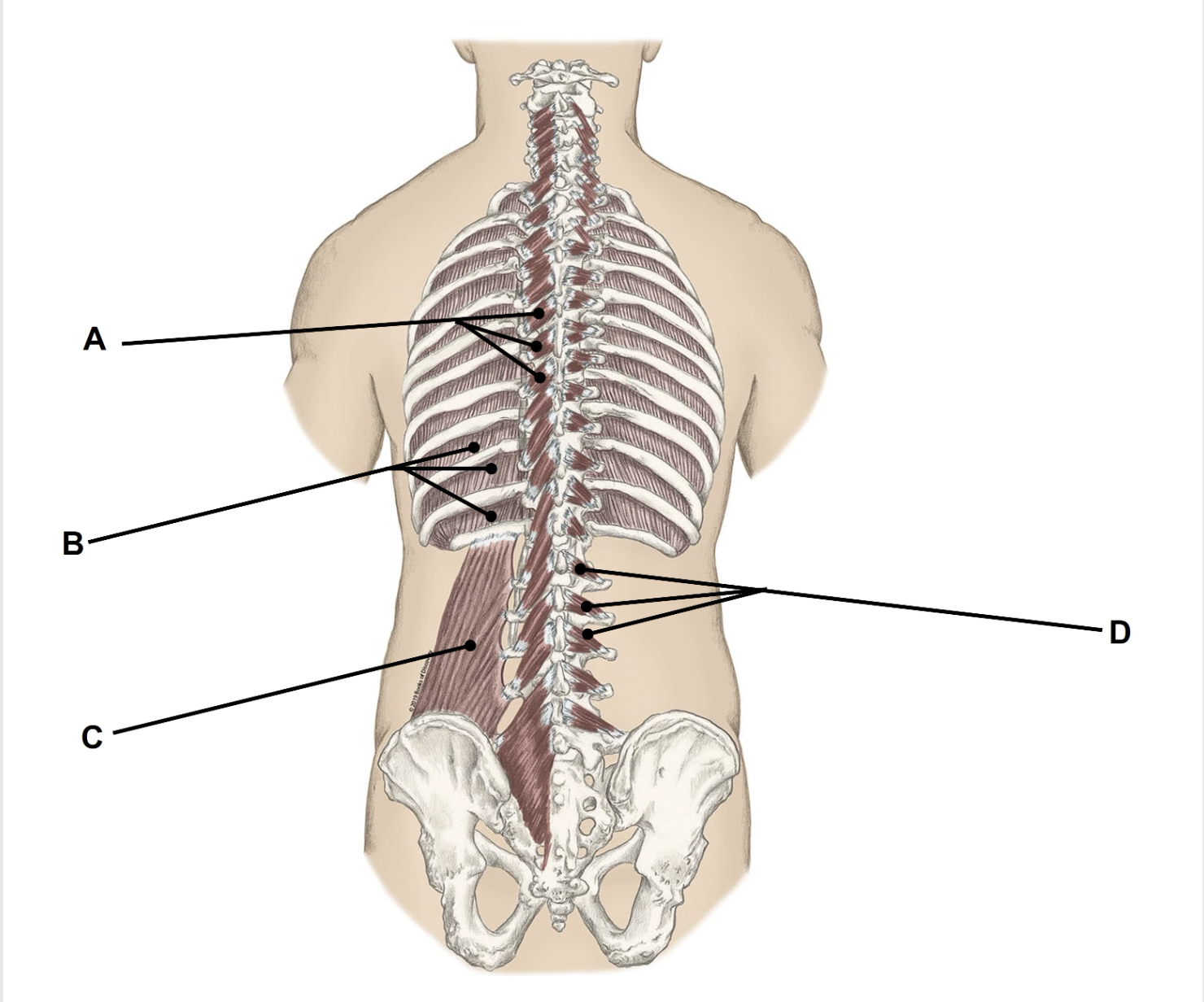 <p><span>Match the appropriate term with the landmark or structure (A-D) identified in the picture below. Answers are used once and there are incorrect choices. NO partial credit.</span></p>