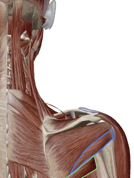 <p>Superior lateral border of the scapula</p>