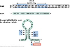 <p>The terminator has a self-complementary region that forms the hairpin, followed by a conserved string of uracil (U) units.</p>