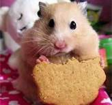 <p>to nibble</p>