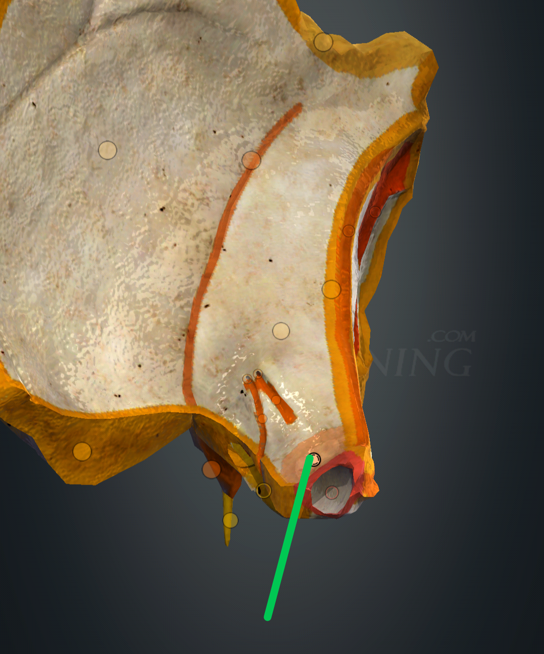 <p>impressio trigeminalis</p>
