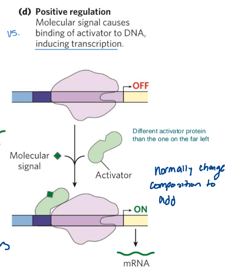 <p>molecular signal causes binding of activator to DNA, inducing transcription</p>