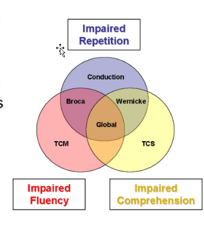 <p><span style="background-color: transparent;">3 factors for determining aphasias:</span></p><ul><li><p><span style="background-color: transparent;">Fluency</span></p></li><li><p><span style="background-color: transparent;">Comprehension</span></p></li><li><p><span style="background-color: transparent;">Verbatim repetition</span></p></li></ul><p></p>