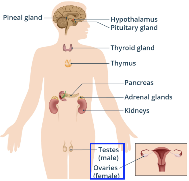 <ul><li><p>They control reproduction and sexual development.</p></li><li><p>They do this by producing the hormones oestrogen (female) and testosterone (male) </p></li><li><p>Ovaries are located in the female pelvis.</p></li><li><p>Testes are located in the male scrotum.</p></li></ul><p></p>