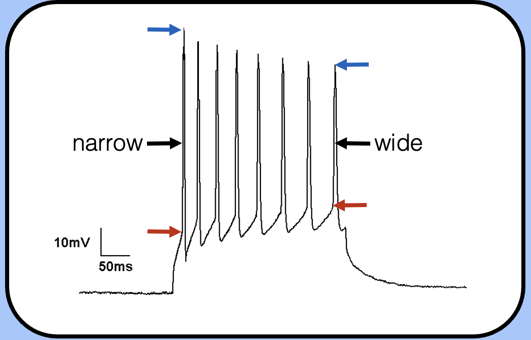 <p><span style="font-family: "Helvetica Light";">—the threshold has increased, the spike height is shorter, and the action potential is wider (this is harder to see though).</span></p>