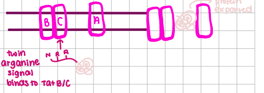 <p>twin arganine signals, move folded proteins, sec-independent</p><p></p>