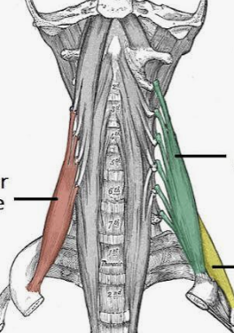 <p>Which muscle is in green?</p>