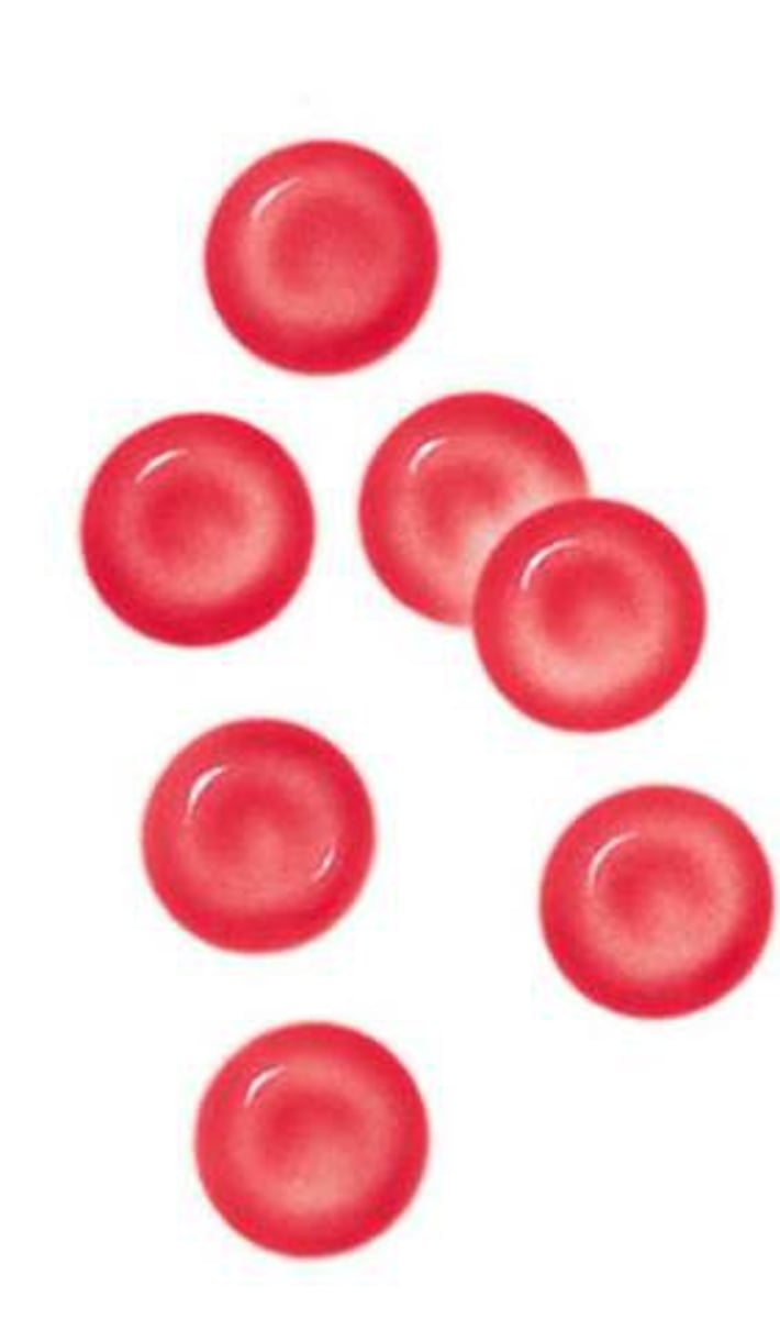 <p>red blood cell. there are about 5 million per microliter or cubic millimeter of blood</p>