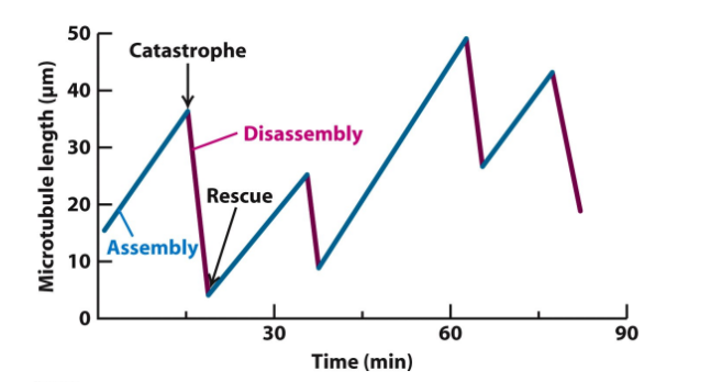 <p>Curve increasing = MT Assembly </p><p>Peak = Catastrophe </p><p>Curve decreasing = MT disassembly </p><p>Valley = Rescue</p>