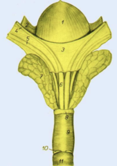 <p>What are the palpable structures of the trans-rectal exam?</p><p>- 6, 7, 8, 9</p>