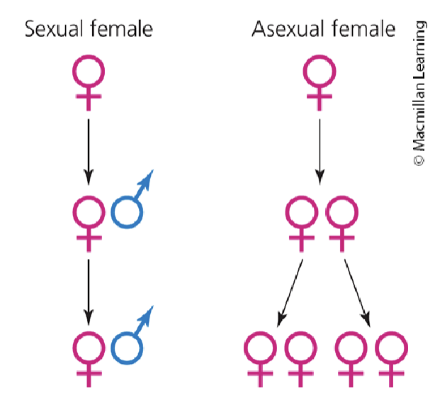 <p>All progeny can produce offspring. In sexual lineages, half are male, who cannot reproduce by themselves. This halves their rate of replicatiom.</p>