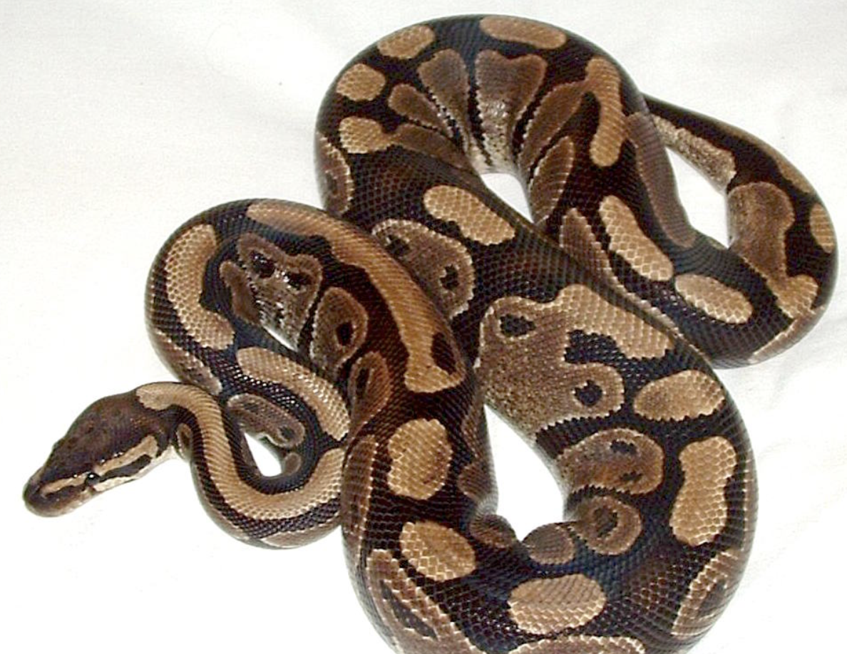 <p>What reptile species is shown here?</p>