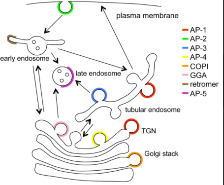 <p>are Associated with TGN Vesicles Moving to Early, Late or Recycling Endosomes</p>