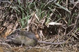<p>Dipodidae</p><p>Zapus princeps (western jumping mice / 2)</p>