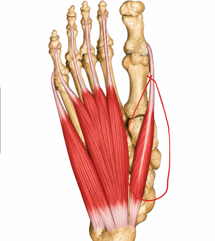 <p>what muscle is this </p>