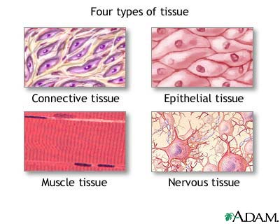 <p>Groups of cells functioning together</p>