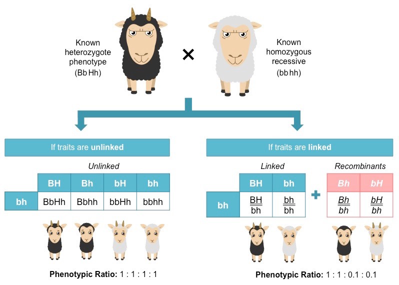 <ul><li><p>A test cross (heterozygous AaBb × homozygous recessive aabb) can determine whether two genes are linked, and whether crossing over occurred</p></li><li><p>Unlinked genes: offspring show a 1:1:1:1 ratio across all four phenotypes</p></li><li><p>Linked genes: Offspring show an excess of parental phenotypes and fewer recombinant phenotypes</p></li><li><p>Recombinant offspring indicate crossing over occurred; the closer the ratio is to 1:1:1:1, the further apart (or less linked) the genes are</p></li></ul><p></p>