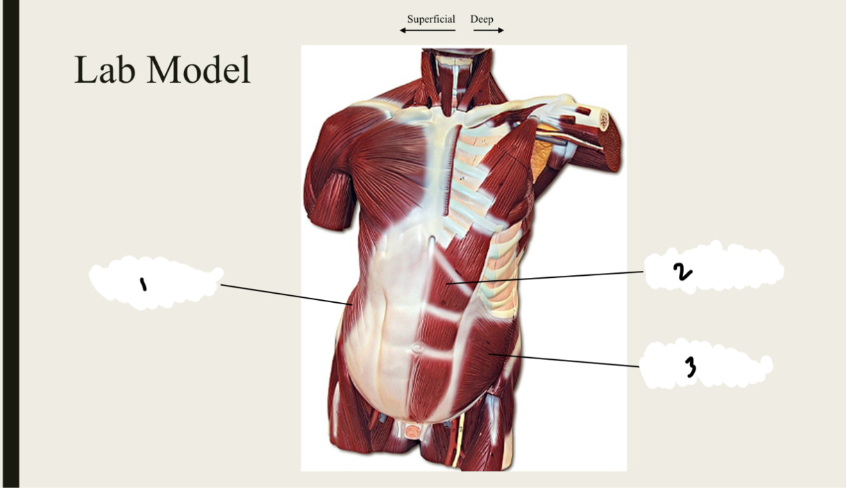 <p>1.XX</p><p>2.XX</p><p>3.XX</p>