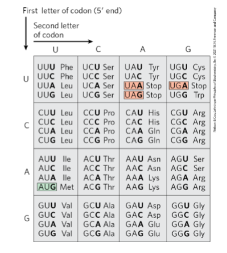 <p>Given a sequence of RNA, an indication of</p><p>the correct reading frame, and the genetic</p><p>code (Fig. 27-7, p. 1009), deduce the</p><p>relevant polypeptide sequence encoded in</p><p>that reading frame</p>