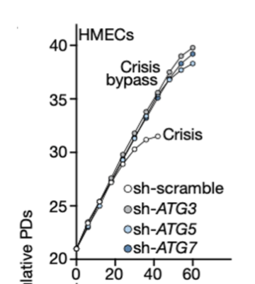 <p>Autophagy related proteins (Atg) coordinate cell death by autophagy at the lysosome </p><p>Telomere dysfunction leads to cell death via autophagy</p><p>RNAi inhibition of ATG proteins showed bypassing of crisis phase (senescence, end replication problem)</p><ul><li><p>this would eventually lead to unstable, anueoploid genomes - senescence has a tumour suppressive effect</p></li></ul><p></p>
