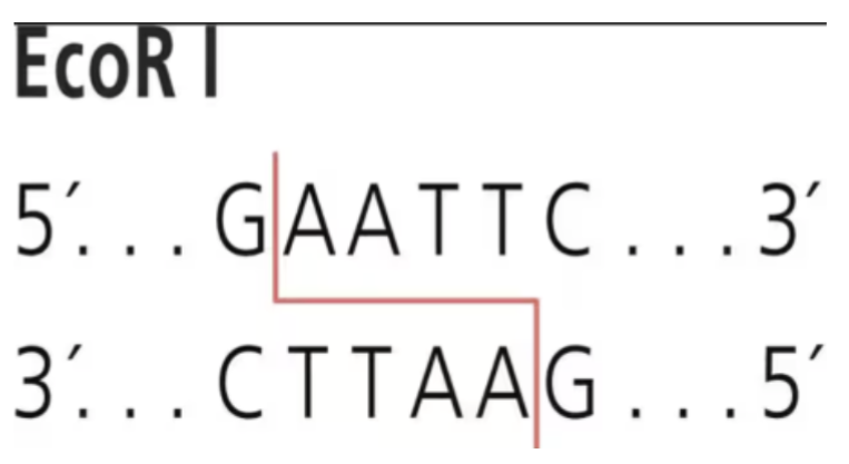 <ul><li><p>Key step in cloning is insertion of chromosomal DNA into a plasmid or viral vector</p></li><li><p>Can be accomplished by cutting and pasting DNA fragments</p></li><li><p>The enzymes used to cut or digest DNA are known as restriction endonucleases or restriction enzymes</p></li><li><p>These bind to specific DNA sequences and then cleave the DNA at two defined locations, one on each strand</p></li><li><p>Originally made by bacterial cells to protect them from invasion by foreign DNA</p></li></ul><p></p>