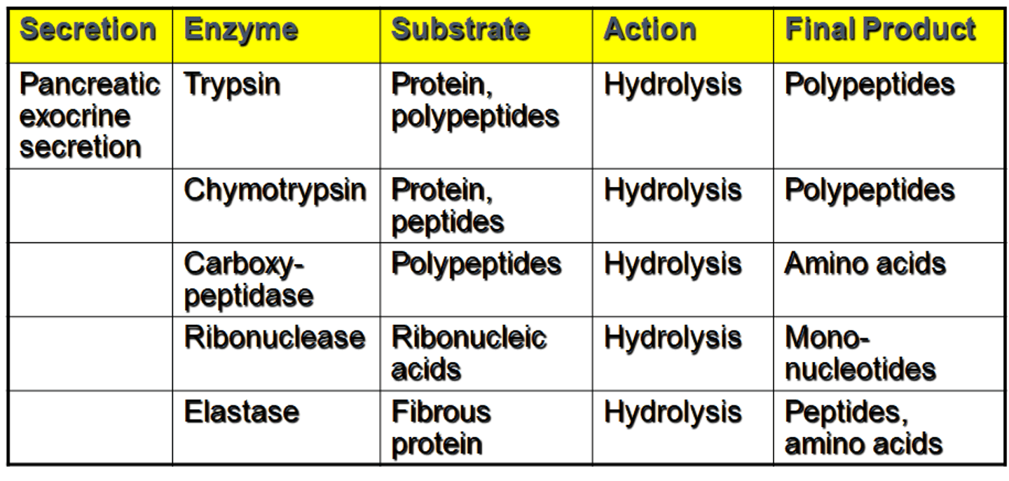 <p>Breaks down elastin in connective tissue; formed from proelastase by trypsin.</p>