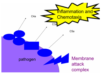 <p>Además de matar bacterias, el complemento participa en otros procesos importantes:</p><p><strong>ANAFILOTOXINAS</strong></p><ul><li><p>Los fragmentos solubles <strong>C3a</strong> y <strong>C5a</strong>, liberados durante la activación:</p><ul><li><p>Actúan como <strong>anafilotoxinas</strong></p></li><li><p>Producen <strong>inflamación</strong></p></li><li><p>Atraen células del sistema inmune al sitio de infección </p></li></ul></li><li><p>Así, el complemento funciona también como señalizador de peligro para el resto del sistema inmune</p></li></ul><p><strong>OPSONIZACIÓN</strong></p><ul><li><p>Otra función esencial es la <strong>opsonización</strong>.</p><ul><li><p>La bacteria queda “tapizada” o “rebozada” con proteínas, especialmente <strong>C3b</strong></p></li><li><p>Estas proteínas actúan como <strong>etiquetas de marcado</strong></p></li><li><p>Facilitan que células fagocíticas (como macrófagos) reconozcan y engullan la bacteria</p></li><li><p>Esto permite eliminarla <strong>sin necesidad de matarla por lisis</strong></p></li></ul></li></ul><p></p>