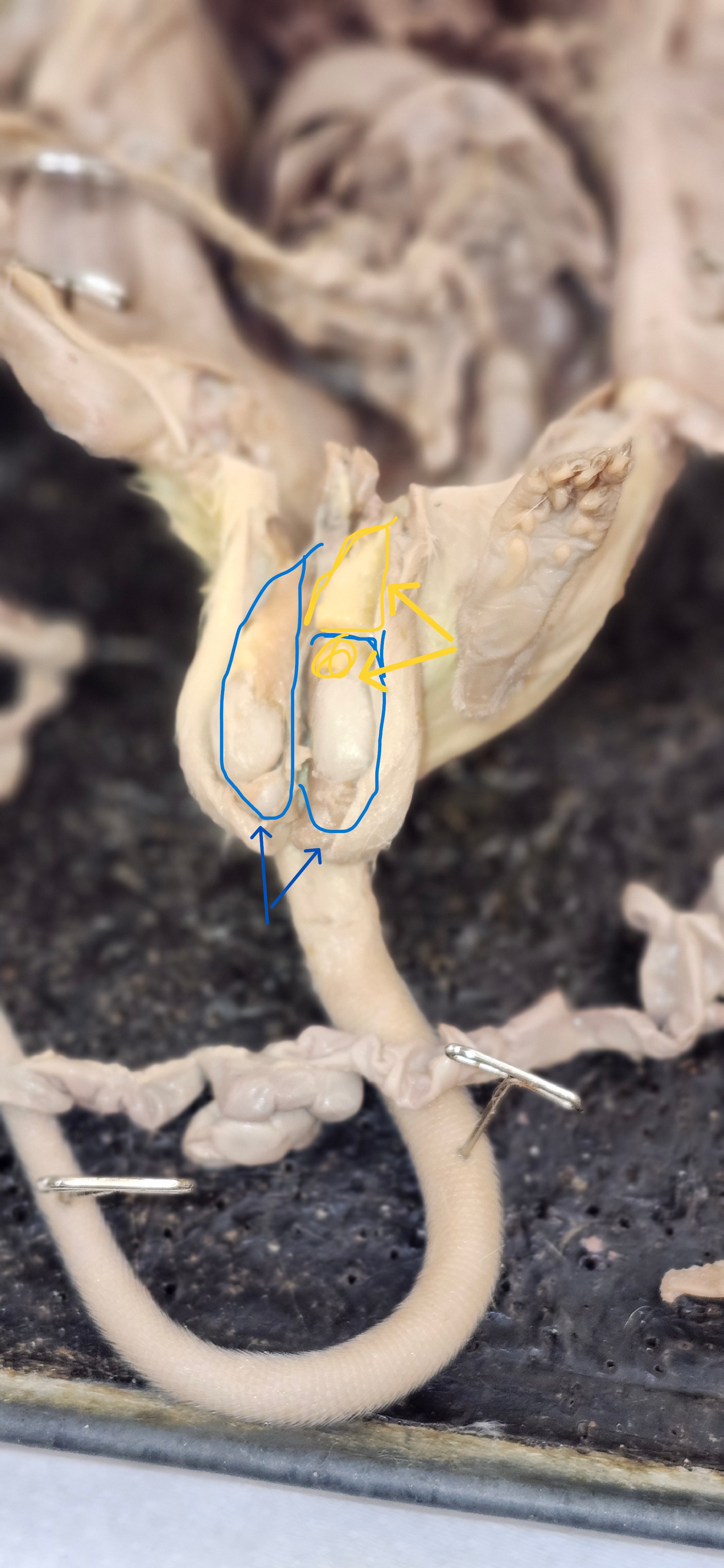 <p>Identify the structures</p>