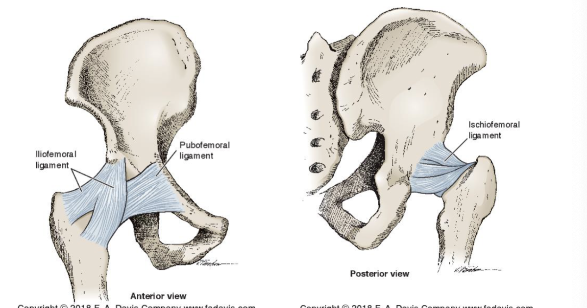 <ul><li><p>gives hip stability </p></li></ul><p></p><ul><li><p>extension of hip</p><ul><li><p>makes ant + post ligaments taut/tight under tensile load to limit hip extension</p></li></ul></li></ul><p></p>