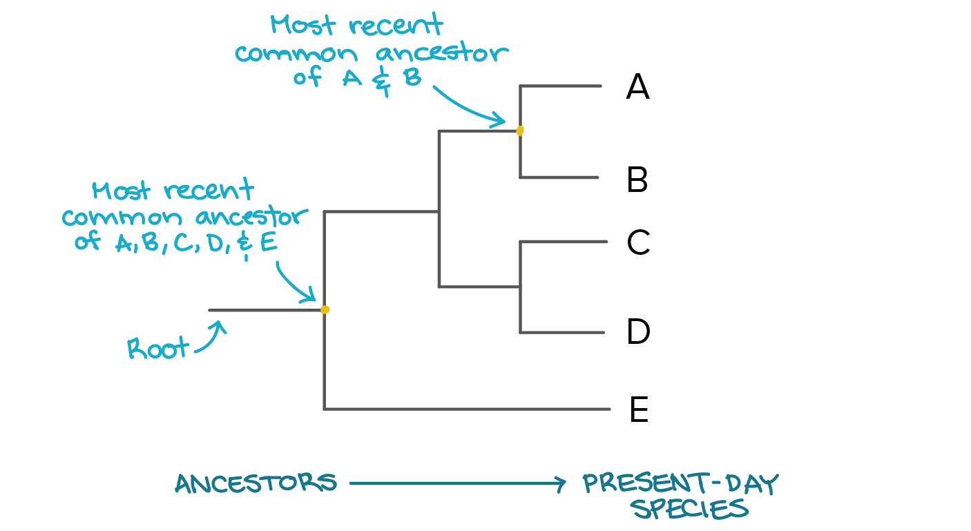 <p>Phylogenetic tree</p>