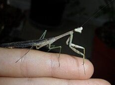 <p>Mantodea</p>