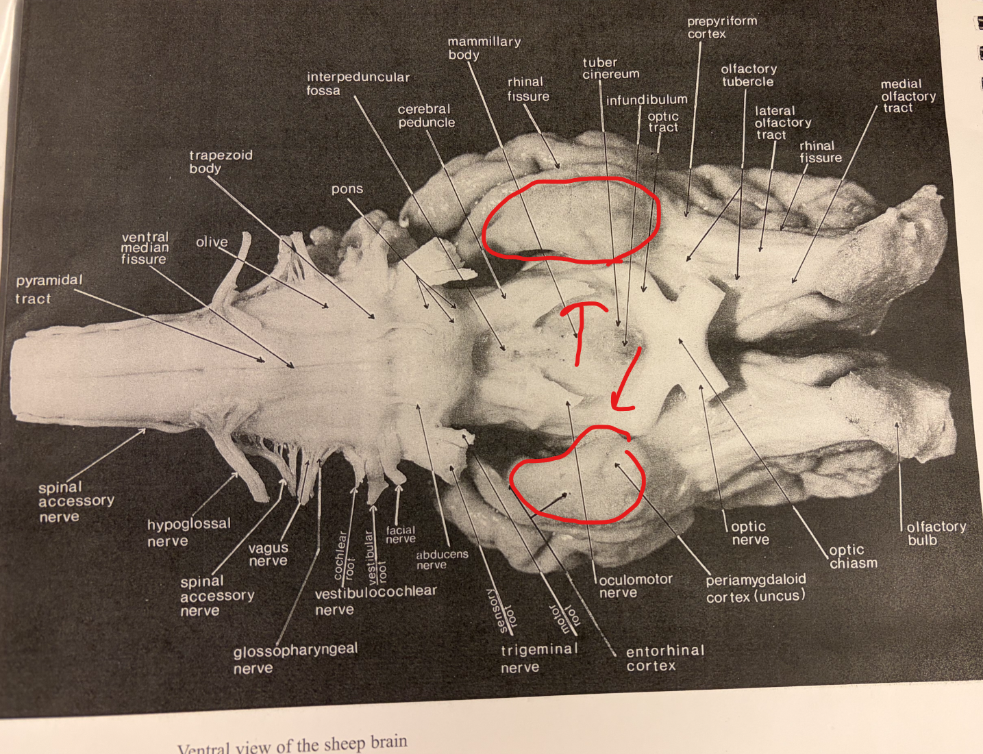 <p>Ventral Surface: Structure?</p>