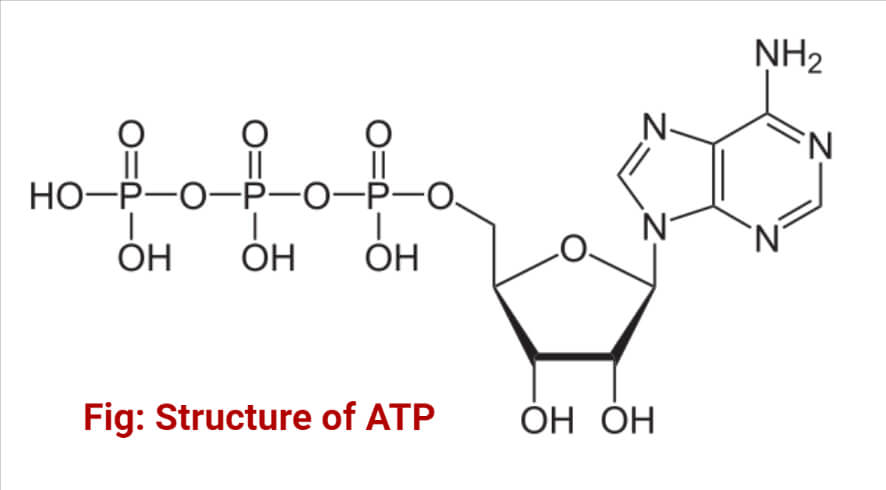 <p>Adenine; ribose; three phosphate groups</p>