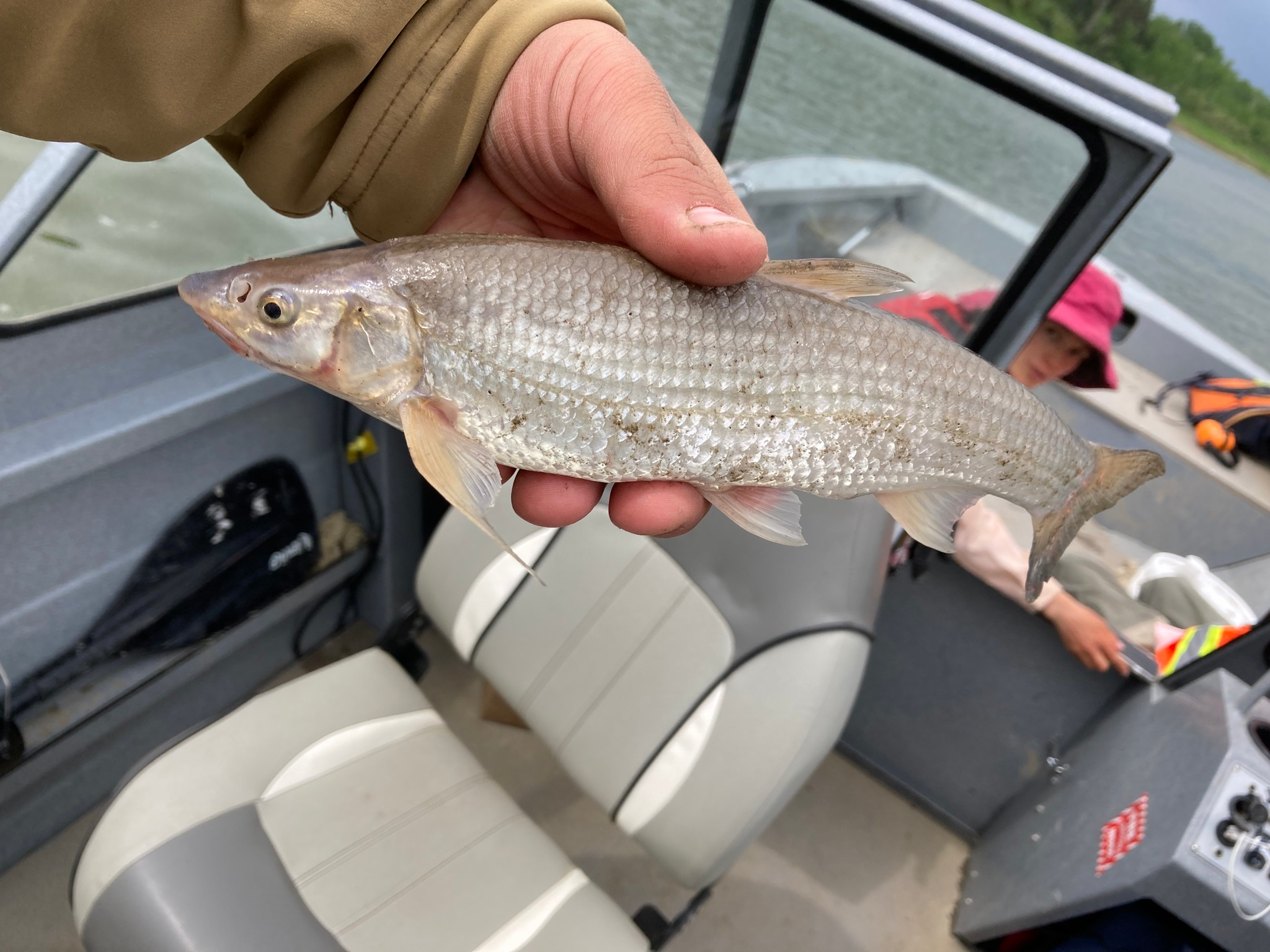 <p>Leuciscidae</p><p>Platygobio gracilis (Flathead chub) </p>