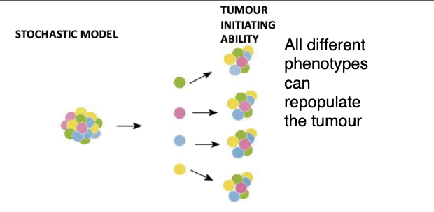 <ul><li><p>Cancer can arise in any cell and can be propagated by any cell in the population (or most cells at least)</p></li><li><p>Cancer develops through a process of continual mutation and clonal selection of the fittest clones (Darwinian selection).</p></li><li><p><span style="background-color: inherit; line-height: 22px; color: windowtext;">Allows it to populate and continue tumour growth&nbsp;</span><span style="line-height: 22px; color: windowtext;">&nbsp;</span></p></li></ul><p></p>