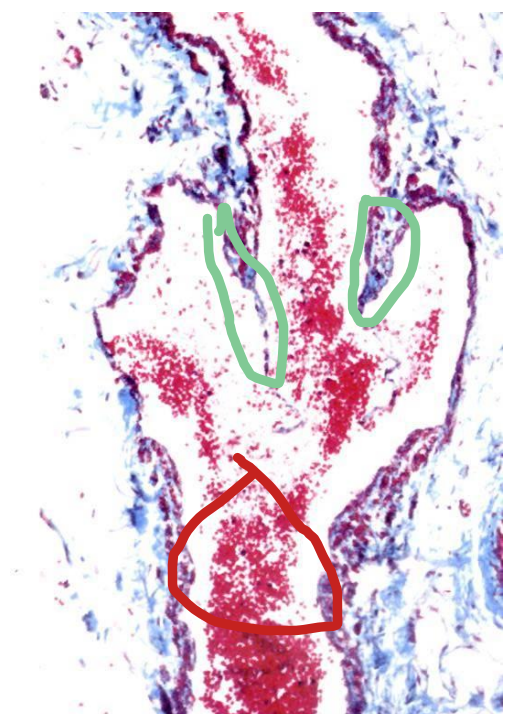 <p>Identify the parts of this structure</p>