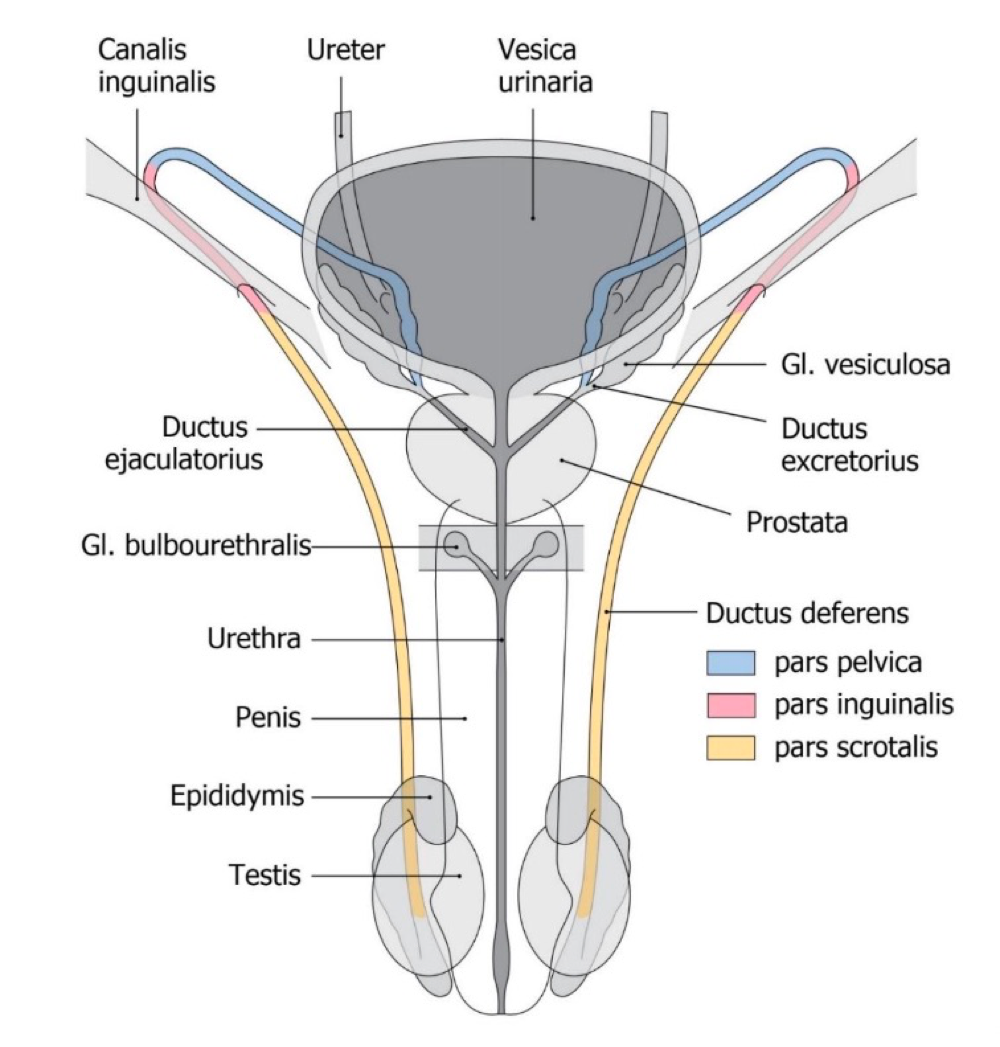 <ul><li><p>Seminal vesicle </p></li><li><p>Prostate Glands</p></li><li><p>Cowpers Glands </p></li></ul><p></p>