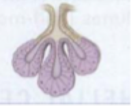 <p>Eksokrine, simple forgrenede alveolære/acinøse kirtler med holokrin sekretion.</p>