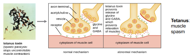 <ol start="2"><li><p><strong>Tetanus toxin prevents </strong>the <strong>release </strong>of <strong>glycine </strong>and <strong>GABA</strong>, which prevents the <strong>relaxation </strong>of <strong>muscles</strong>, leading to <strong>muscle spasms</strong></p></li></ol><p></p>