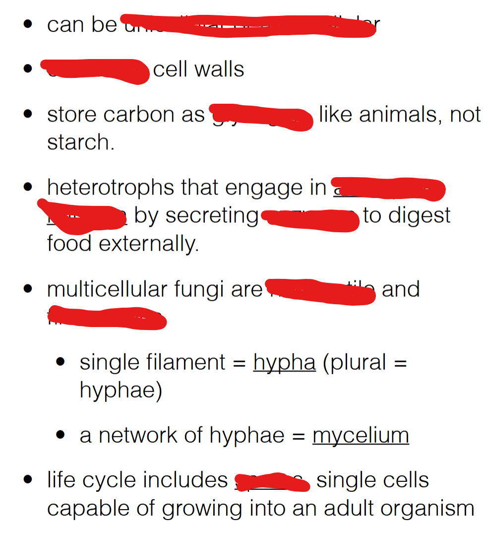<p>characteristics of fungi</p>
