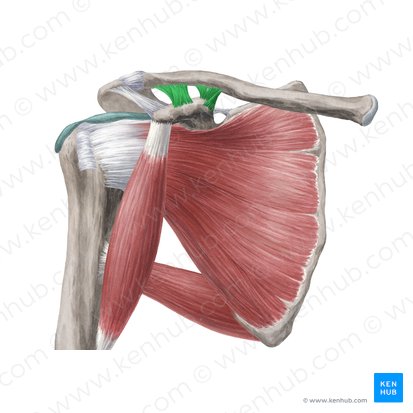 <p>What ligament is this?</p>