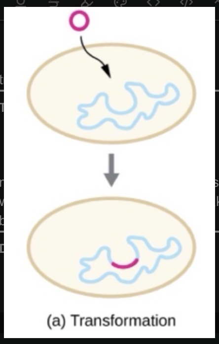 <p>mechanism of horizontal gene transfer in bacteria in which naked enviromental dna is taken up by a bacterial cell</p><ul><li><p>the naked enviromental dna gets taken up by a bacterial cell or prokaryote</p></li><li><p>this happens spontaneously but weve found ways to do it in the lab</p></li></ul><p></p>