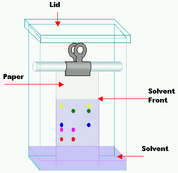 term image