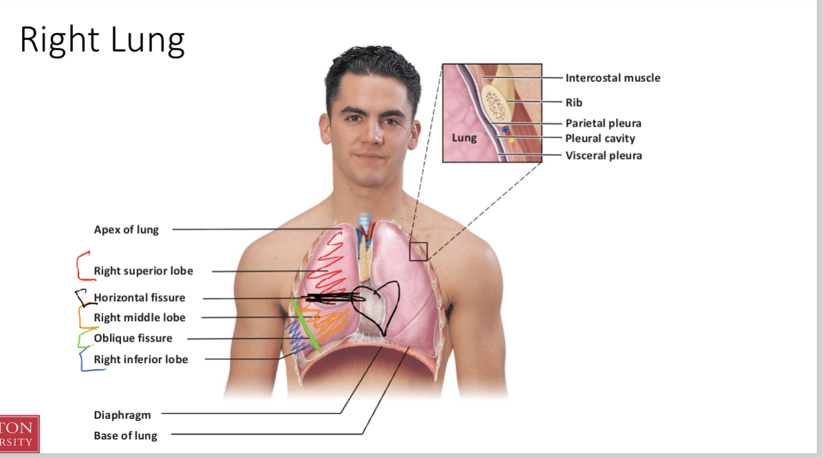 <p><strong>bigger than left and has more lobes b/c heart is placed more to the left </strong></p><p></p><p></p><p>Red = Right superior lobe</p><p>Black = Horizontal fissure</p><p>Orange = Right middle lobe</p><p>Green = Oblique fissure</p><p>Blue = Right inferior lobe</p>